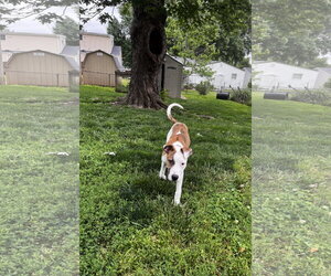 American Pit Bull Terrier-Great Dane Mix Dogs for adoption in Fenton, MO, USA