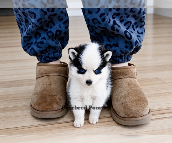 Medium Photo #2 Pomsky Puppy For Sale in KANSAS CITY, MO, USA