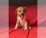 Small #5 Mini Australian Shepterrier