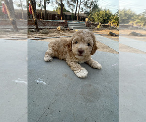 Maltipoo Puppy for sale in APPLE VALLEY, CA, USA