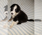 Puppy Sergeant Border Collie