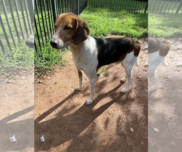 Medium Photo #3 American Foxhound-Unknown Mix Puppy For Sale in Forest, VA, USA