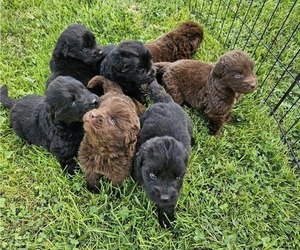 Newfoundland Puppy for Sale in CAMBRIDGE, Nebraska USA