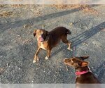 Small #2 American Pit Bull Terrier-Labrador Retriever Mix