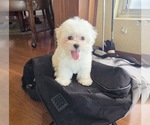 Small Photo #13 Maltese Puppy For Sale in SANTA CLARITA, CA, USA