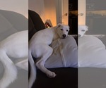 Small #3 Huskies  Mix