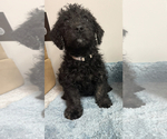 Small Photo #4 Airedoodle Puppy For Sale in COLUMBIA, SC, USA