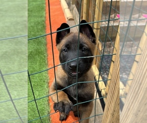 Belgian Malinois Puppy for sale in S CHESTERFLD, VA, USA