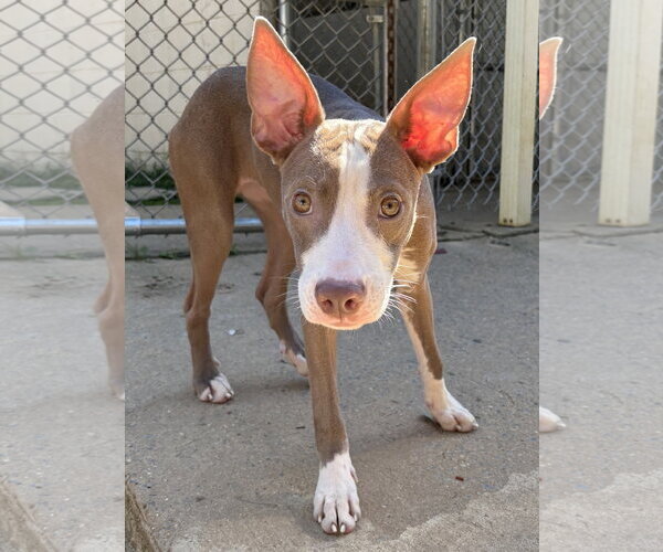 Medium Photo #2 American Pit Bull Terrier-Unknown Mix Puppy For Sale in Wetumpka, AL, USA