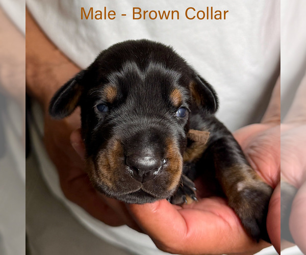 Medium Photo #20 Doberman Pinscher Puppy For Sale in LAKELAND, FL, USA