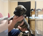 Small Bullmastiff