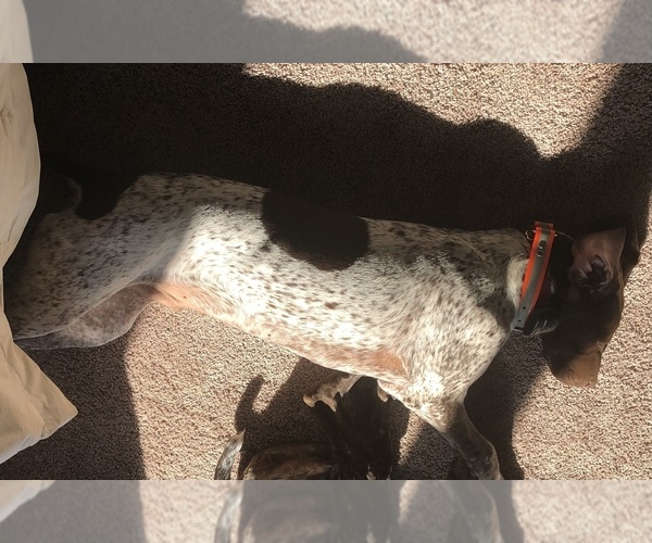 Medium Photo #1 German Shorthaired Pointer Puppy For Sale in FAIRLAND, IN, USA
