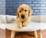 Small #3 Golden Retriever