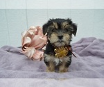 Small Photo #2 Morkie Puppy For Sale in HONEY BROOK, PA, USA