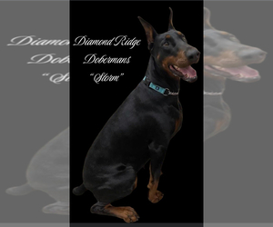 Doberman Pinscher Puppy for sale in WINAMAC, IN, USA