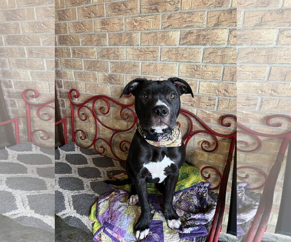Medium Photo #5 Mutt Puppy For Sale in Katy, TX, USA