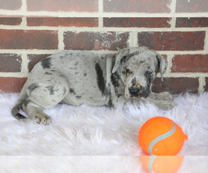 Great Dane Puppy for sale in GOSHEN, IN, USA