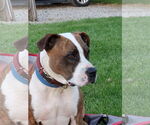 Small #24 American Pit Bull Terrier Mix