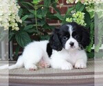 Small Photo #1 Cava-Tzu Puppy For Sale in GORDONVILLE, PA, USA