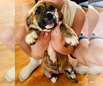 Small #4 Plott Hound Mix