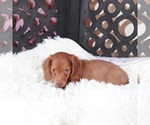 Image preview for Ad Listing. Nickname: Rusty
