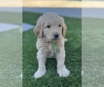 Small #13 Goldendoodle