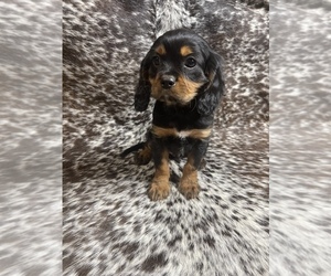 Cavalier King Charles Spaniel Puppy for sale in ALMA, AR, USA