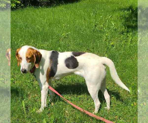 Medium Photo #3 Mutt Puppy For Sale in Plainfield, IL, USA
