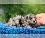 Small #5 Poodle (Toy)