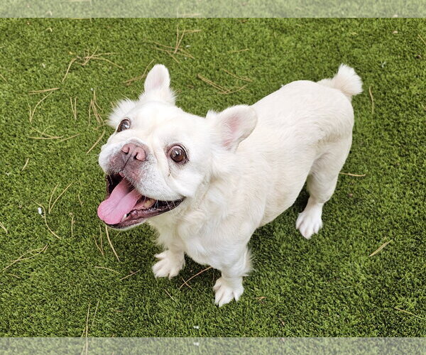 Medium Photo #3 French Bulldog Puppy For Sale in Mission Viejo, CA, USA