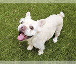 Small #2 French Bulldog