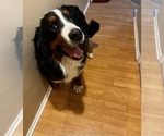 Small Photo #1 Bernedoodle (Miniature) Puppy For Sale in BLACK FOREST, CO, USA