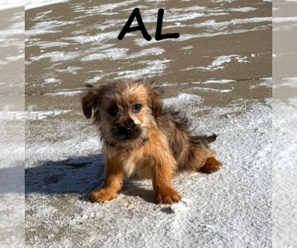 Medium Photo #1 Shorkie Tzu Puppy For Sale in HARTLAND, MN, USA