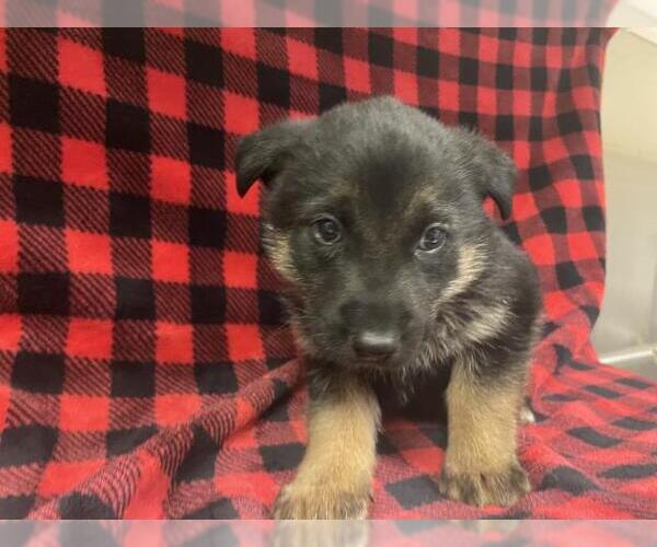 Medium Photo #1 German Shepherd Dog-Unknown Mix Puppy For Sale in HESPERIA, CA, USA