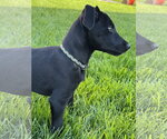 Small #4 Labrador Retriever Mix