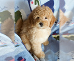 Small Photo #7 Goldendoodle Puppy For Sale in MILWAUKEE, WI, USA