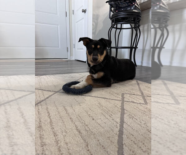 Medium Photo #4 Scottish Collisky Puppy For Sale in Evansville, IN, USA