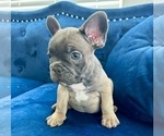 Small Photo #7 French Bulldog Puppy For Sale in BAKERSFIELD, CA, USA