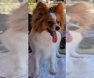 Papillon Puppy for sale in FREWSBURG, NY, USA