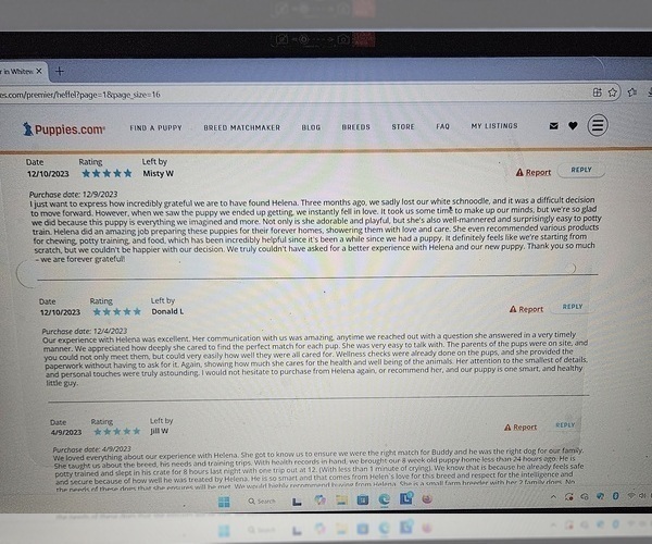 Medium Photo #15 Poodle (Miniature) Puppy For Sale in WHITEWATER, WI, USA