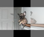 Small Photo #1 French Bulldog Puppy For Sale in FAYETTEVILLE, NC, USA