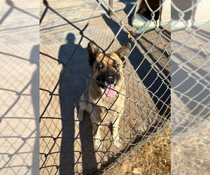 Indy - Female German Shepherd Dog-Unknown Mix Dog for Adoption - Photo #2