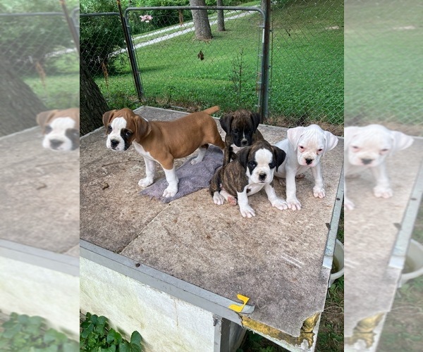 Medium Photo #1 Boxer Puppy For Sale in CASEY, IL, USA