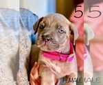 Small Photo #5 Cane Corso Puppy For Sale in HESPERIA, CA, USA