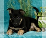Small Photo #1 German Shepherd Dog Puppy For Sale in PARADISE, PA, USA
