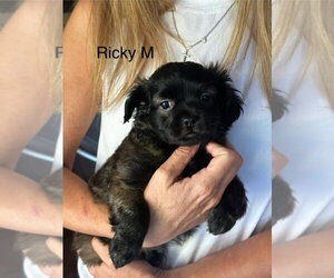 Chug Dogs for adoption in Studio City, CA, USA