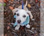 Small #16 Chihuahua-Colonial Cocker Spaniel Mix