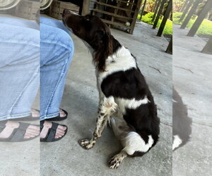 Brittany Dogs for adoption in Curwensville, PA, USA