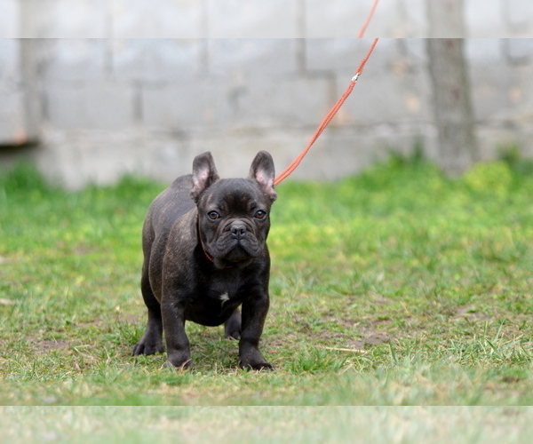 Medium Photo #10 French Bulldog Puppy For Sale in Kiskoros, Bacs-Kiskun, Hungary