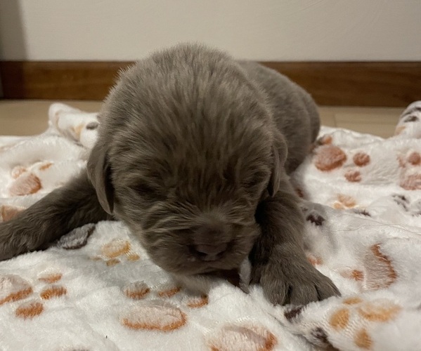 Medium Photo #1 Newfoundland Puppy For Sale in GREENSBURG, PA, USA